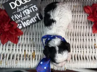 Auggie, a male Cavalier King Charles Spaniel and Poochon for sale in Center Ridge, AR – 6 of 10