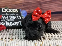 Rayne, a female Cavalier King Charles Spaniel and Poochon for sale in Center Ridge, AR – 8 of 10