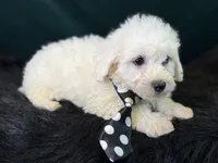 Casper, a male Bichpoo for sale in Center Ridge, AR – 2 of 6