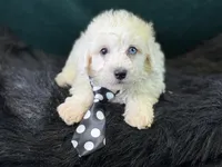 Casper, a male Bichpoo for sale in Center Ridge, AR – 4 of 6