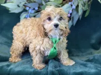 Ripley, a male Cavapoo for sale in Center Ridge, AR – 4 of 10