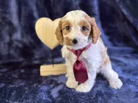 Arctic, a male Cavapoo for sale in Center Ridge, AR – Photo 4 of 9