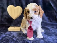 Arctic, a male Cavapoo for sale in Center Ridge, AR – Photo 8 of 9