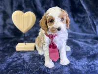 Arctic, a male Cavapoo for sale in Center Ridge, AR – Photo 7 of 9