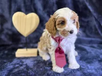 Arctic, a male Cavapoo for sale in Center Ridge, AR – Photo 2 of 9