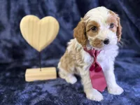 Arctic, a male Cavapoo for sale in Center Ridge, AR – Photo 3 of 9