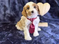 Arctic, a male Cavapoo for sale in Center Ridge, AR – Photo 6 of 9