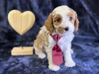 Arctic, a male Cavapoo for sale in Center Ridge, AR – Photo 9 of 9