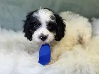 Auggie, a male Cavalier King Charles Spaniel and Poochon for sale in Center Ridge, AR – 4 of 7