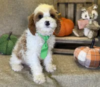 Titus, a male Cavapoo for sale in Center Ridge, AR – 2 of 6
