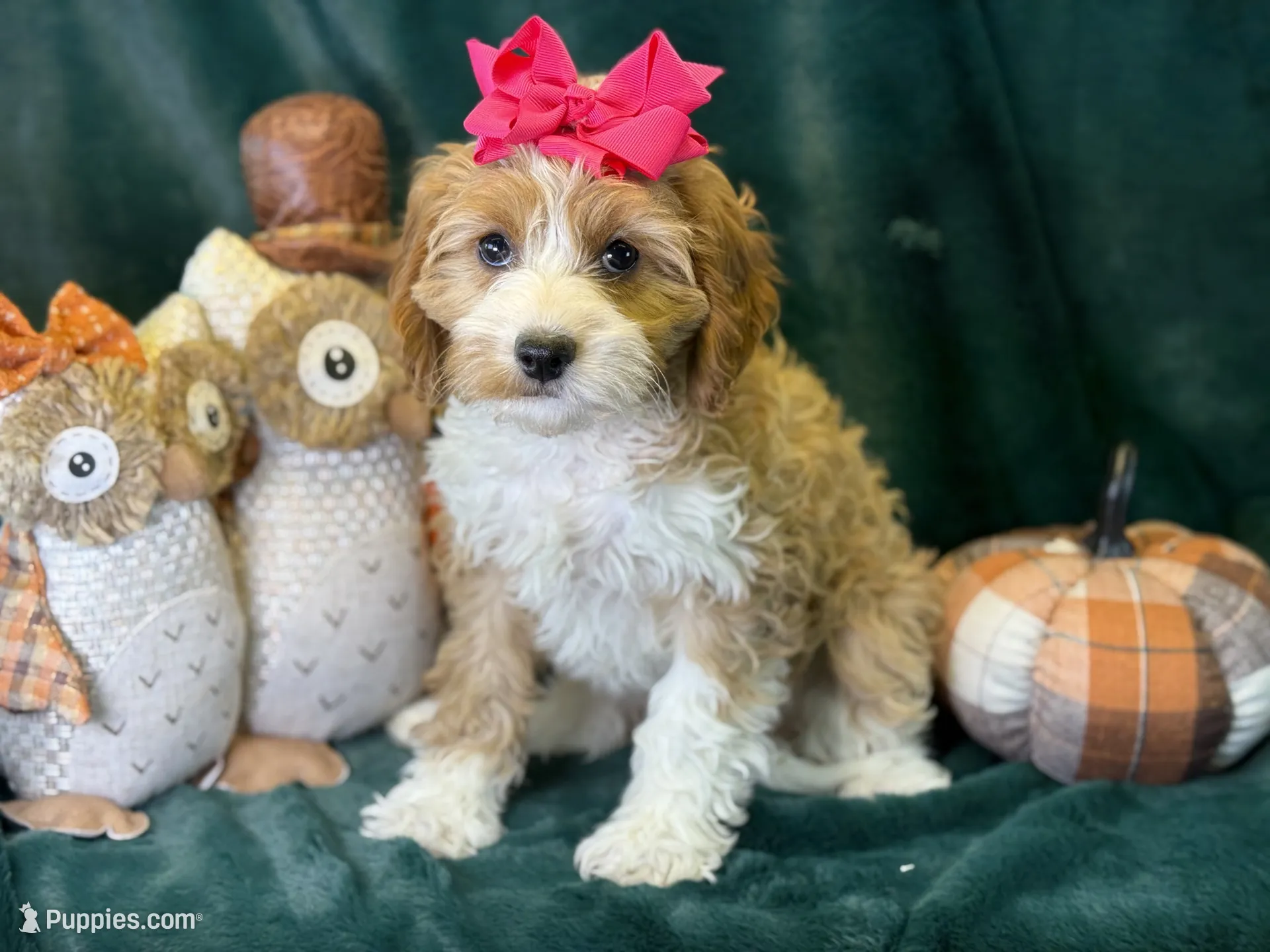 Dolly – Cavapoo Puppy for Sale in Center Ridge, AR | Puppies.com