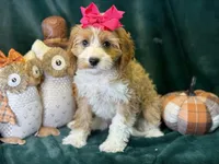 Dolly, a female Cavapoo for sale in Center Ridge, AR – 3 of 6