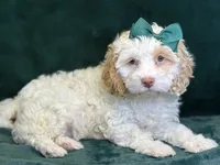 Jennie, a female Poodle - Miniature  and Cavachon for sale in Center Ridge, AR – 9 of 10