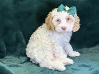 Jennie, a female Poodle - Miniature  and Cavachon for sale in Center Ridge, AR – 4 of 10