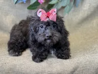 Rayne, a female Bichon Frise and Cavapoo for sale in Center Ridge, AR – 7 of 10