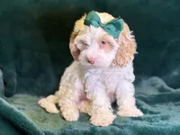 Jennie, a female Poodle - Miniature  and Cavachon for sale in Center Ridge, AR – 7 of 10