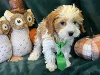 Waylon, a male Cavapoo for sale in Center Ridge, AR – 9 of 10