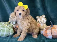 Willow, a female Bichon Frise and Cavapoo for sale in Center Ridge, AR – 3 of 5