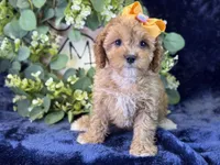 Molly, a female Cavapoo for sale in Center Ridge, AR – 8 of 10