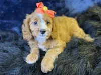 Haven, a female Cavapoo for sale in Center Ridge, AR – 6 of 7