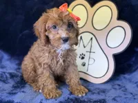 Moana, a female Cavapoo for sale in Center Ridge, AR – 8 of 9