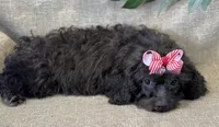 Rayne, a female Bichon Frise and Cavapoo for sale in Center Ridge, AR – 4 of 10