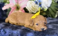 Nova, a female Cavapoo for sale in Center Ridge, AR – 4 of 10
