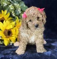 Claire, a female Poochon for sale in Center Ridge, AR – 5 of 10
