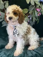 Barley, a male Cavapoo for sale in Center Ridge, AR – 5 of 10