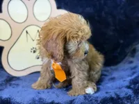 Tide, a male Cavapoo for sale in Center Ridge, AR – 3 of 10
