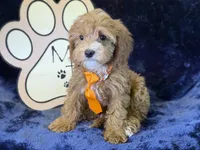 Tide, a male Cavapoo for sale in Center Ridge, AR – 6 of 10