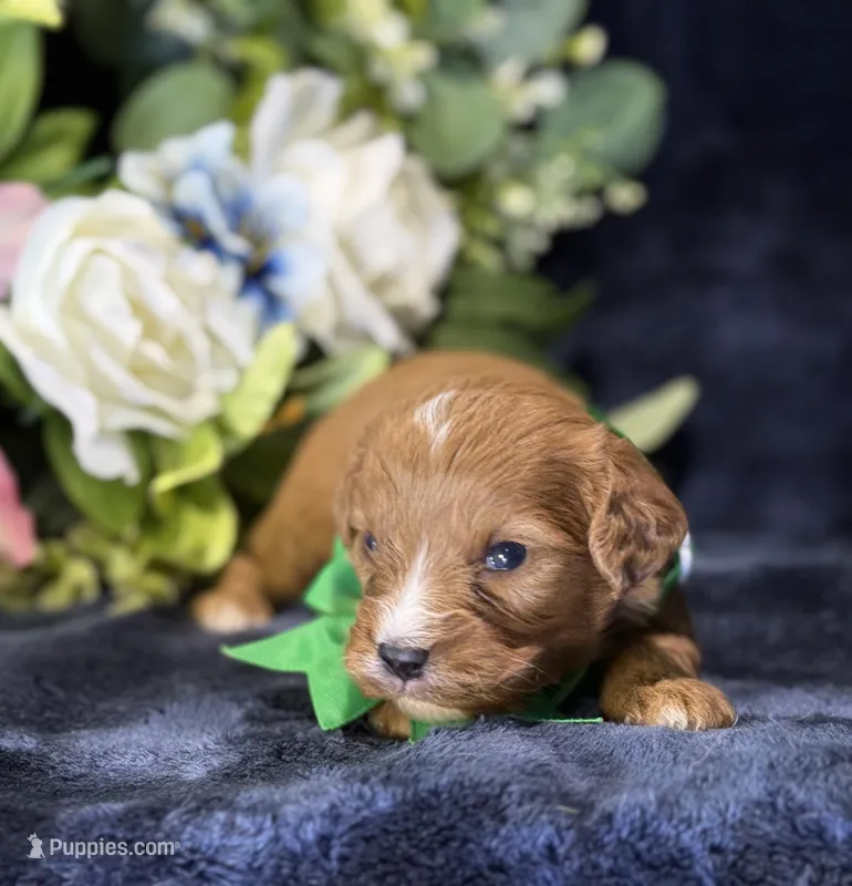 Finn – Cavapoo puppy for sale in Center Ridge, AR