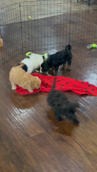 Maui, a female Cavalier King Charles Spaniel and Poochon for sale in Center Ridge, AR – 7 of 8