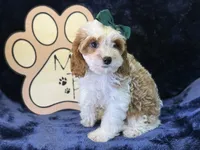 Cora, a female Cavapoo for sale in Center Ridge, AR – 6 of 8
