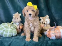 Willow, a female Bichon Frise and Cavapoo for sale in Center Ridge, AR – 2 of 5