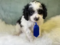 Auggie, a male Cavalier King Charles Spaniel and Poochon for sale in Center Ridge, AR – 1 of 7