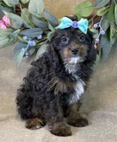 Maui, a female Bichon Frise and Cavapoo for sale in Center Ridge, AR – 5 of 10
