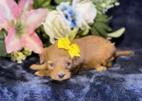 Nova, a female Cavapoo for sale in Center Ridge, AR – 2 of 10