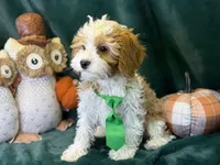 Waylon, a male Cavapoo for sale in Center Ridge, AR – 7 of 10