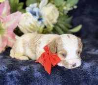 Ace, a male Cavapoo for sale in Center Ridge, AR – 4 of 9