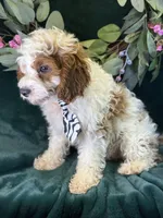 Barley, a male Cavapoo for sale in Center Ridge, AR – 7 of 10
