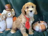 Willie, a male Cavapoo for sale in Center Ridge, AR – 2 of 7