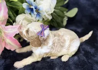 Roxy, a female Cavapoo for sale in Center Ridge, AR – 8 of 10