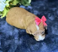 Coco, a female Cavapoo for sale in Center Ridge, AR – 7 of 9
