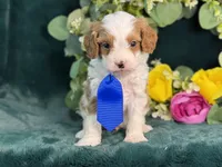 Milo, a male Cavapoo for sale in Center Ridge, AR – 8 of 10