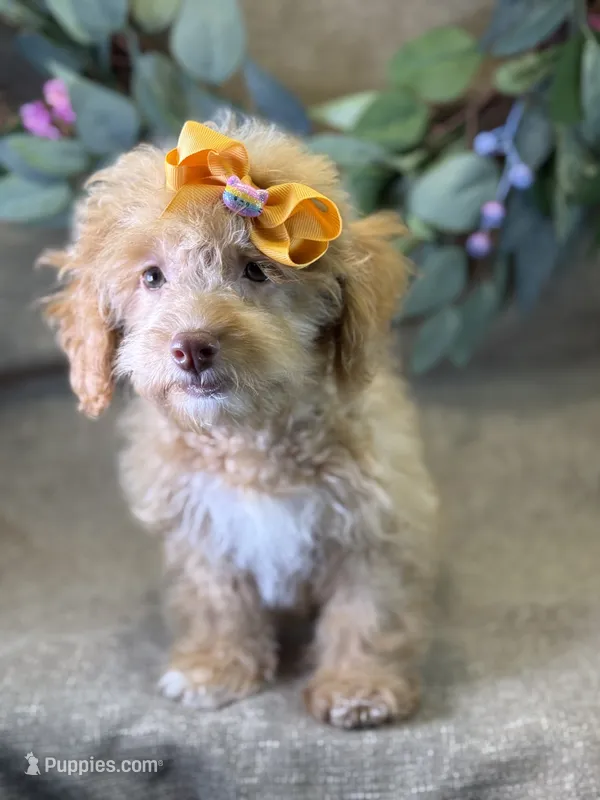 Marina – Bichon Frise, Cavapoo puppy for sale in Center Ridge, AR