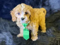 Ripley, a male Cavapoo for sale in Center Ridge, AR – 6 of 7