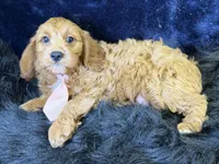 Reef, a male Cavapoo for sale in Center Ridge, AR – 5 of 6