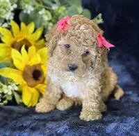Claire, a female Poochon for sale in Center Ridge, AR – 2 of 10