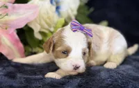 Roxy, a female Cavapoo for sale in Center Ridge, AR – 2 of 10